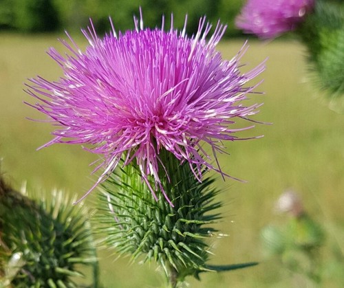 200 scottish thistle seeds - scottish,